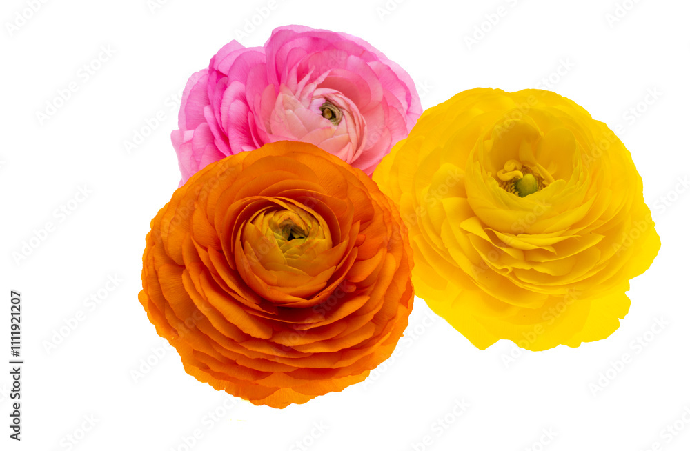 Fotografie beautiful buttercup flower isolated