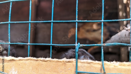 dog in cage