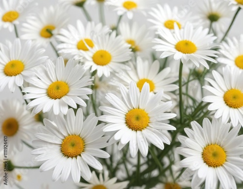 Abstract composition of fresh daisies in blur filter against a soft white background, pale surface, delicate petals