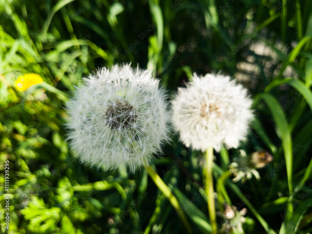 Dandelion seed background. Selective focus with shallow depth of field. Dandelion seed background. Selective focus with shallow depth of field.