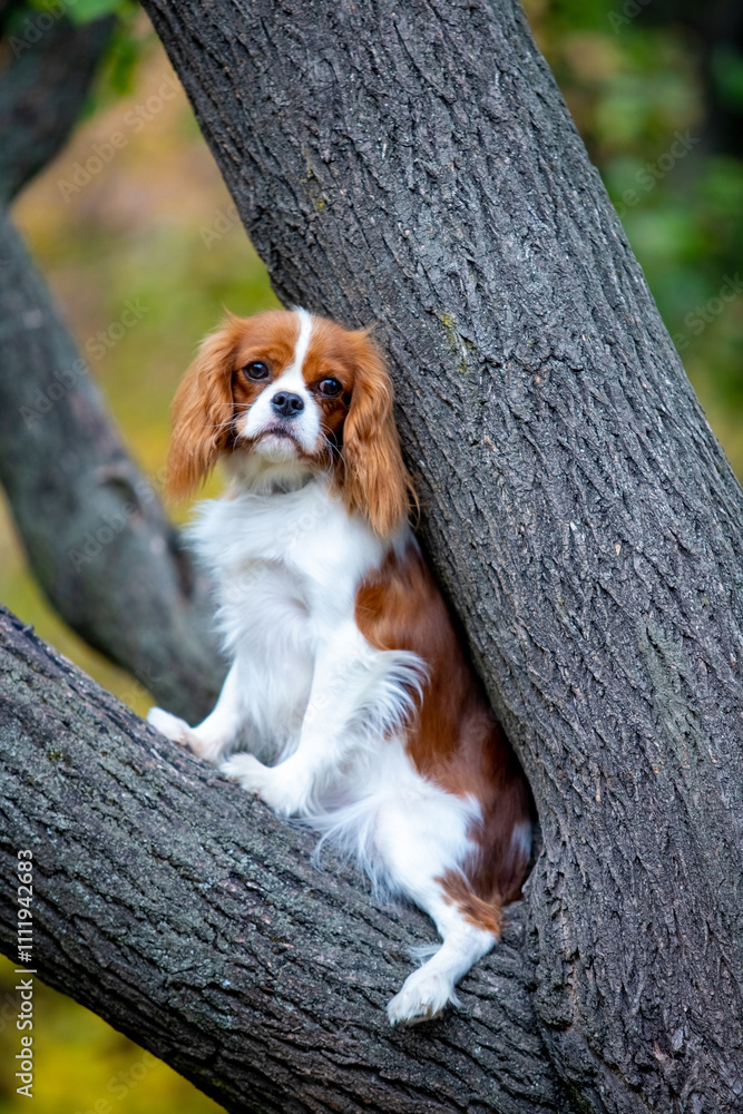Cavalier King Charles Spaniel on a walk in the forest Cavalier King Charles Spaniel on a walk in the forest