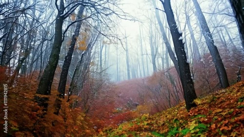 Foggy Forest, First Snow, Autumn Forest Turning into Winter Wonderland