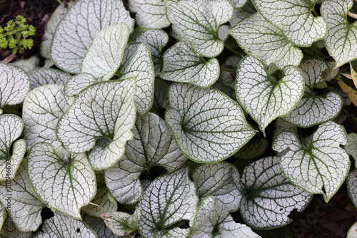 Фотография Heartleaf brunnera, Siberian bugloss,  Brunnera macrophylla Jack Frost  in garde