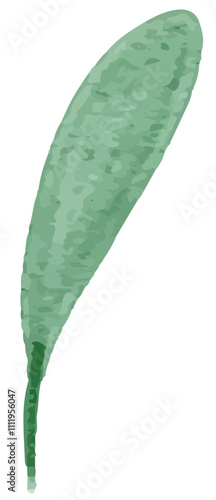 hand drawn watercolor green leaf isolated on white background