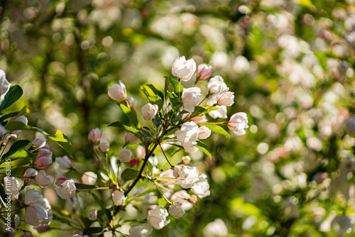 apple blossom in the garden