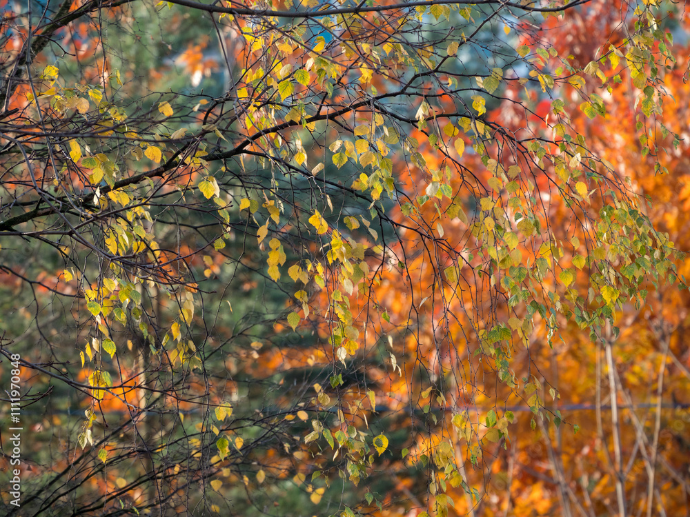 Fotografie birch branches with autumn leaves