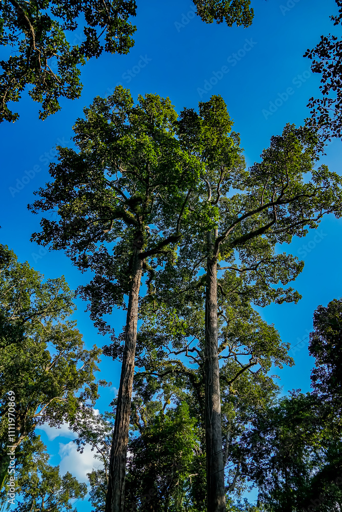 Fototapeta premium Majestic tall trees in lush forest nature photography sunlit landscape aerial perspective vibrant environment for eco awareness