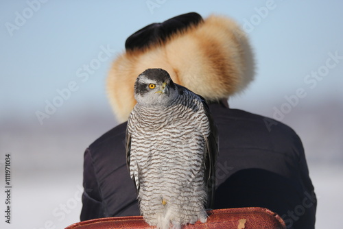Tableau sur toile The hawk is a bird of prey in the family Accipitridae of the order Accipitridae