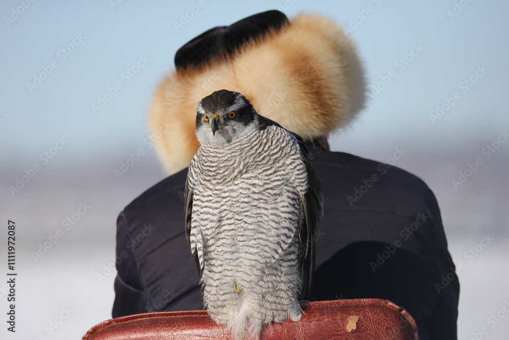 Φωτογραφία The hawk is a bird of prey in the family Accipitridae of the order Accipitridae