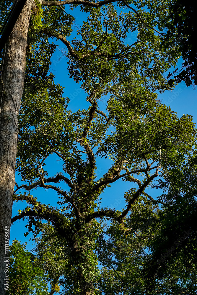 Fototapeta premium Majestic tree canopy in lush forest nature photography vibrant environment upward viewpoint serenity concept