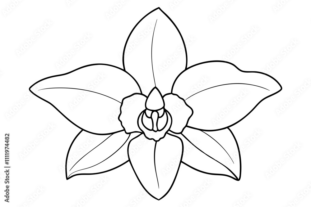A simple Evening Orchid line art vector white background A simple Evening Orchid line art vector white background