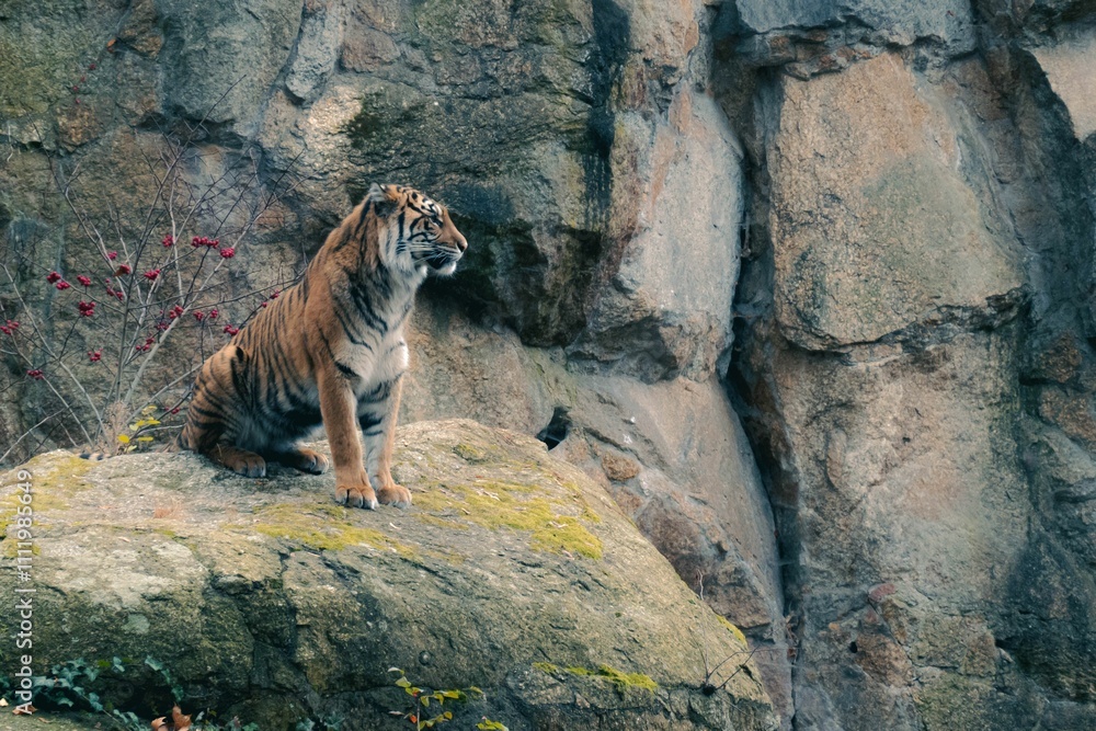 Naklejka premium Majestic tiger on rocky ledge