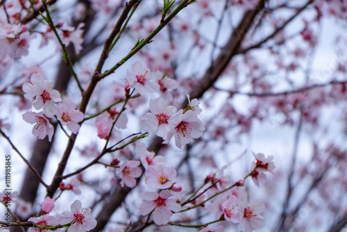 Cherry blossom, apricot flower blooming at Dafo Temple, Shangri-la, China  photo