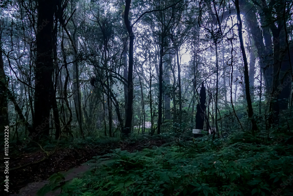 Fototapeta premium Mysterious foggy forest scene enchanted woodland nature photography serene environment atmospheric viewpoint tranquility concept