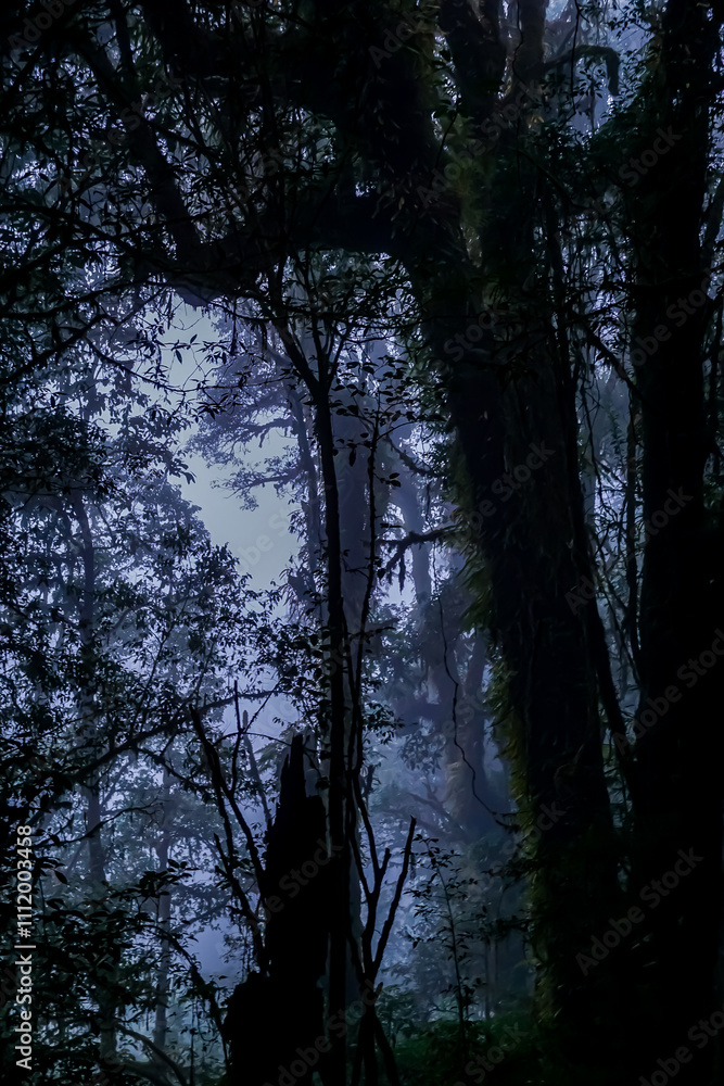 Mysterious forest shadows enchanted woodland photography misty atmosphere serene perspective nature's intrigue for seo impact Mysterious forest shadows enchanted woodland photography misty atmosphere serene perspective nature's intrigue for seo impact