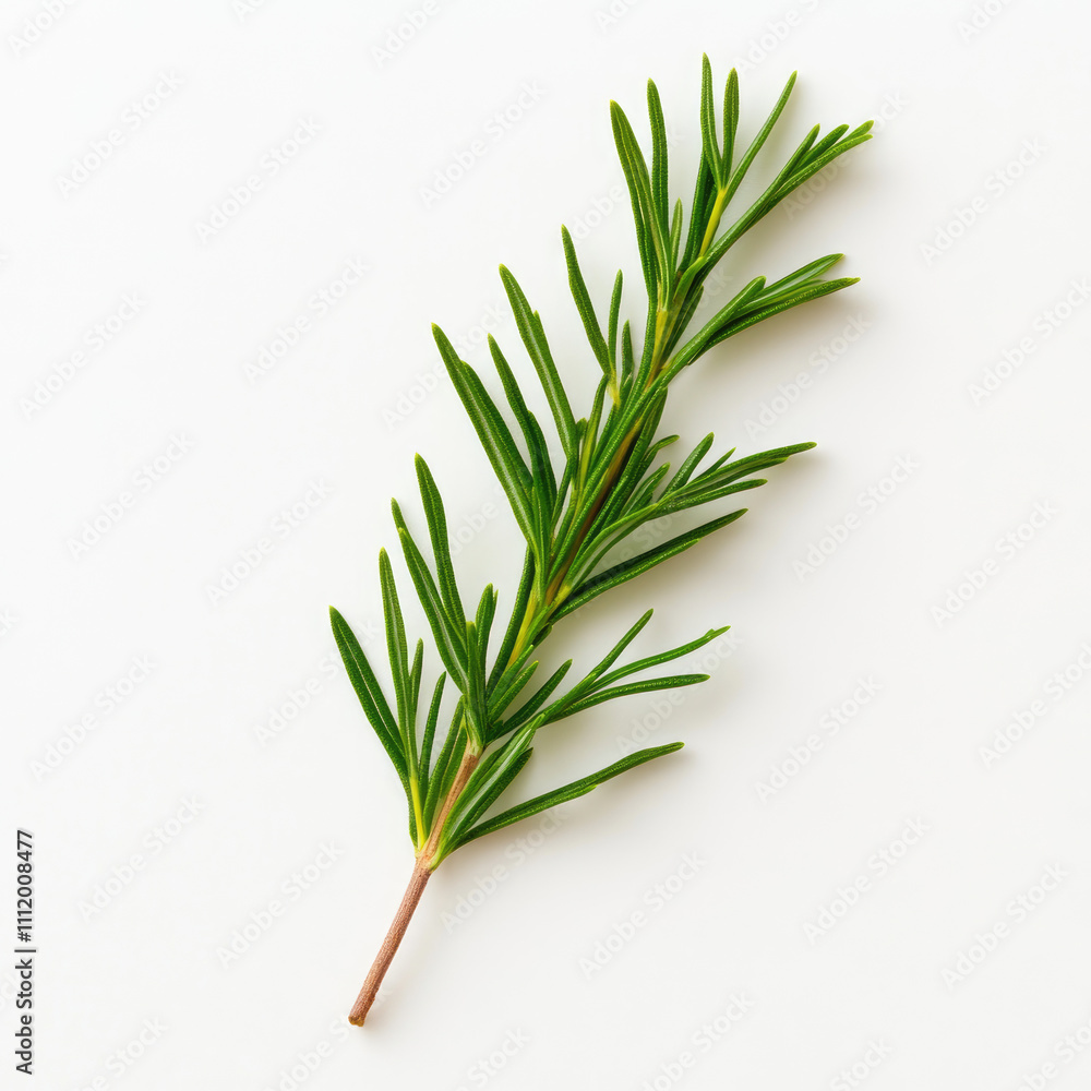 Fototapeta premium Fresh green rosemary sprig isolated on white background