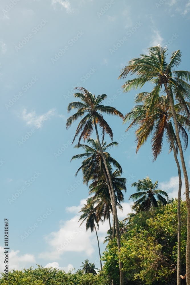 Tropical palm trees under a clear blue sky. Tropical palm trees under a clear blue sky.