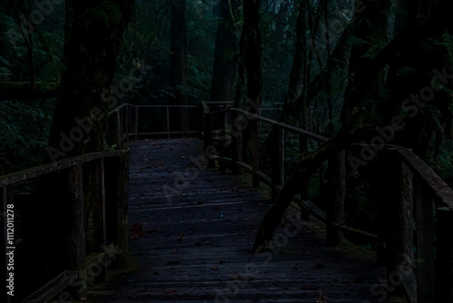 Mysterious night walk on wooden path enchanted forest photography dark environment atmospheric view nature's secrets unveiled