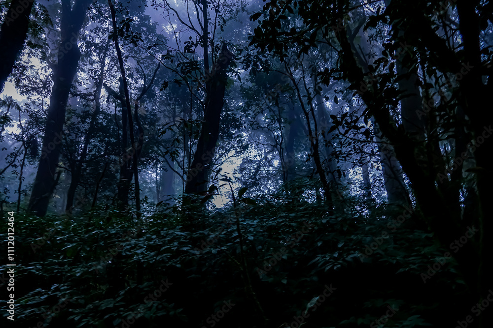 Obraz premium Mysterious forest at dusk nature photography deep woods enigmatic atmosphere serene viewpoint tranquility and solitude