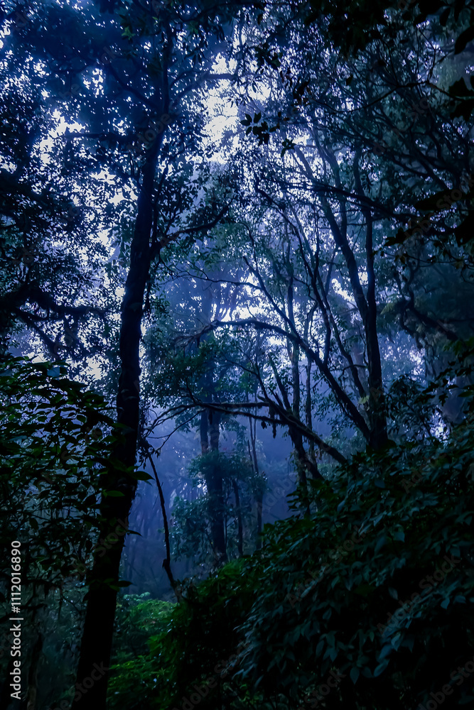 Mysterious foggy forest exploration enchanted wilderness photography lush environment low angle nature's hidden secrets Mysterious foggy forest exploration enchanted wilderness photography lush environment low angle nature's hidden secrets