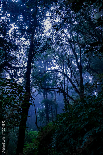 Mysterious foggy forest exploration enchanted wilderness photography lush environment low angle nature's hidden secrets