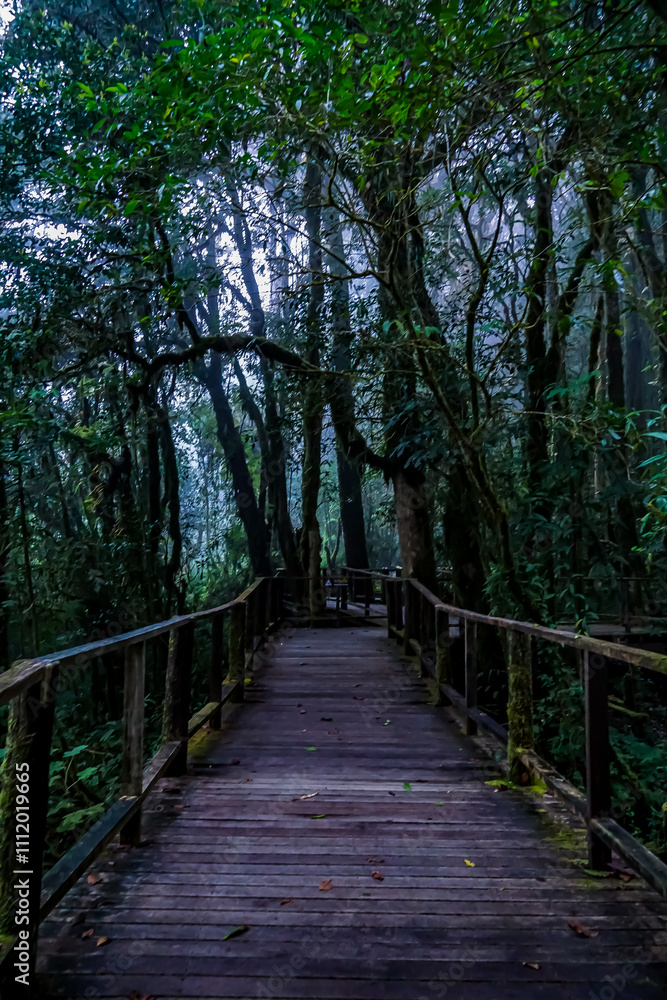 Exploring a serene wooden path through a lush rainforest nature scene foggy environment tranquil viewpoint wilderness discovery Exploring a serene wooden path through a lush rainforest nature scene foggy environment tranquil viewpoint wilderness discovery
