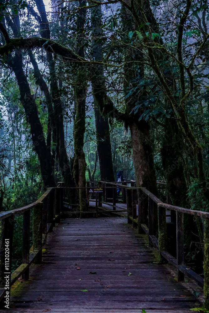Exploring nature's pathway a serene wooden walkway through lush green forest tranquil environment scenic viewpoint adventure awaits Exploring nature's pathway a serene wooden walkway through lush green forest tranquil environment scenic viewpoint adventure awaits