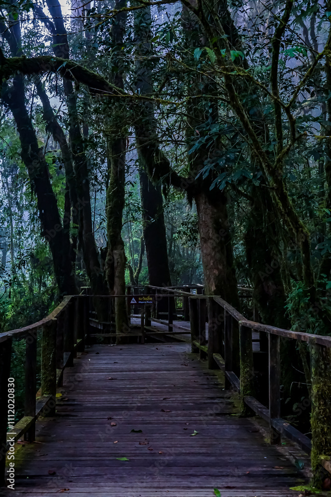 Fototapeta premium Mysterious forest pathway enchanted jungle landscape photography serene environment nature's embrace tranquil viewpoint for exploration