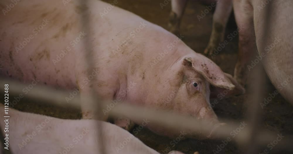 Sounder of Pigs on Rural Farm for Pork Farming Sounder of Pigs on Rural Farm for Pork Farming