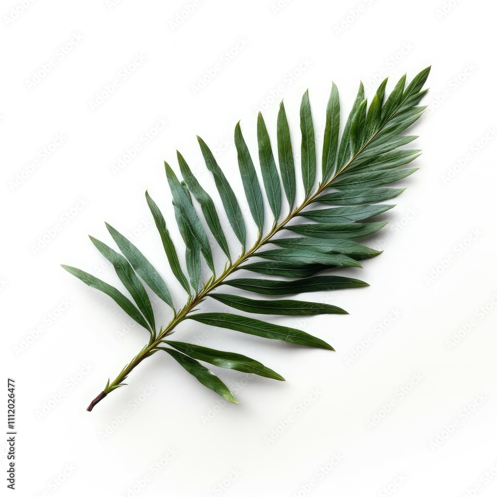 Single green palm frond on white. Single green palm frond on white.