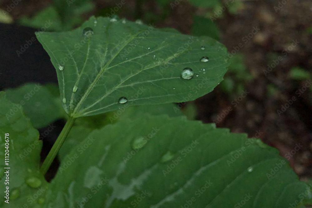 Water Drops On Tropical Green Leaves, With Blurred Background Water Drops On Tropical Green Leaves, With Blurred Background