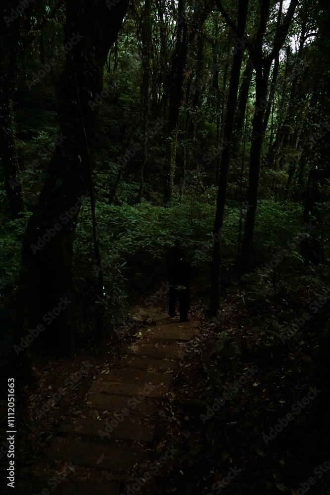 Fototapeta premium Mysterious hike through dense forest enchanted woods nature photography serene environment ground level exploration theme
