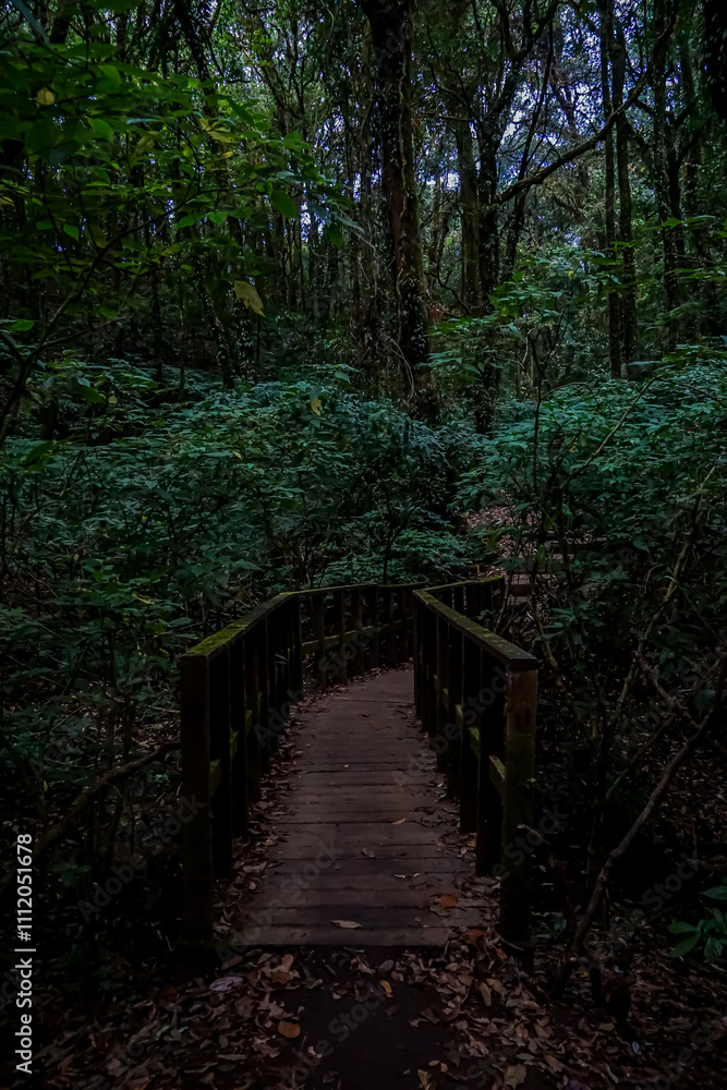Serene forest pathway lush green jungle nature scene tranquil environment ground level natural beauty exploration Serene forest pathway lush green jungle nature scene tranquil environment ground level natural beauty exploration