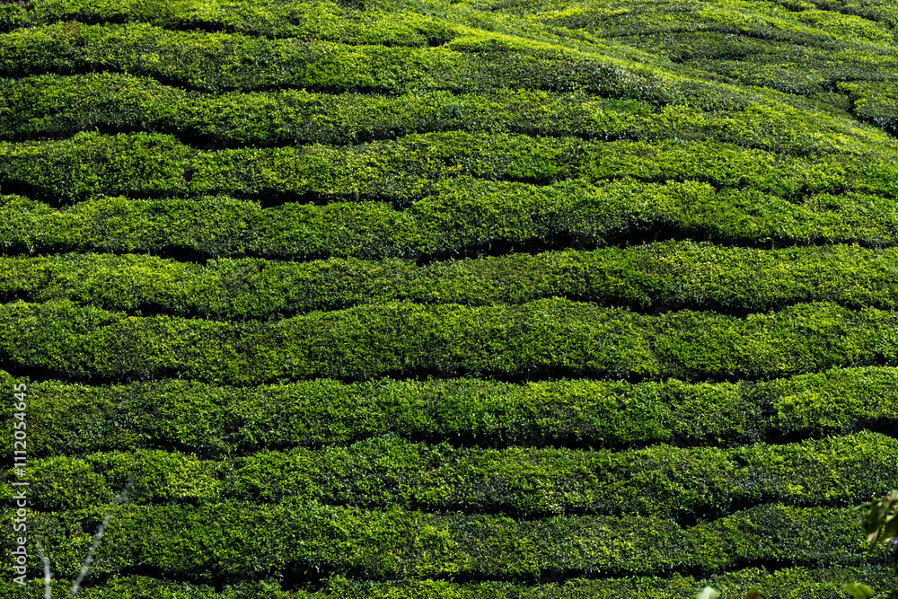 Stunning aerial view of lush tea plantations in Cameron Highlands, Malaysia, showcasing the region's verdant landscape and rolling hills. Stunning aerial view of lush tea plantations in Cameron Highlands, Malaysia, showcasing the region's verdant landscape and rolling hills.
