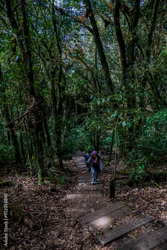 Hiking adventure down wooden steps lush forest trail nature photography serene environment ground level exploration concept