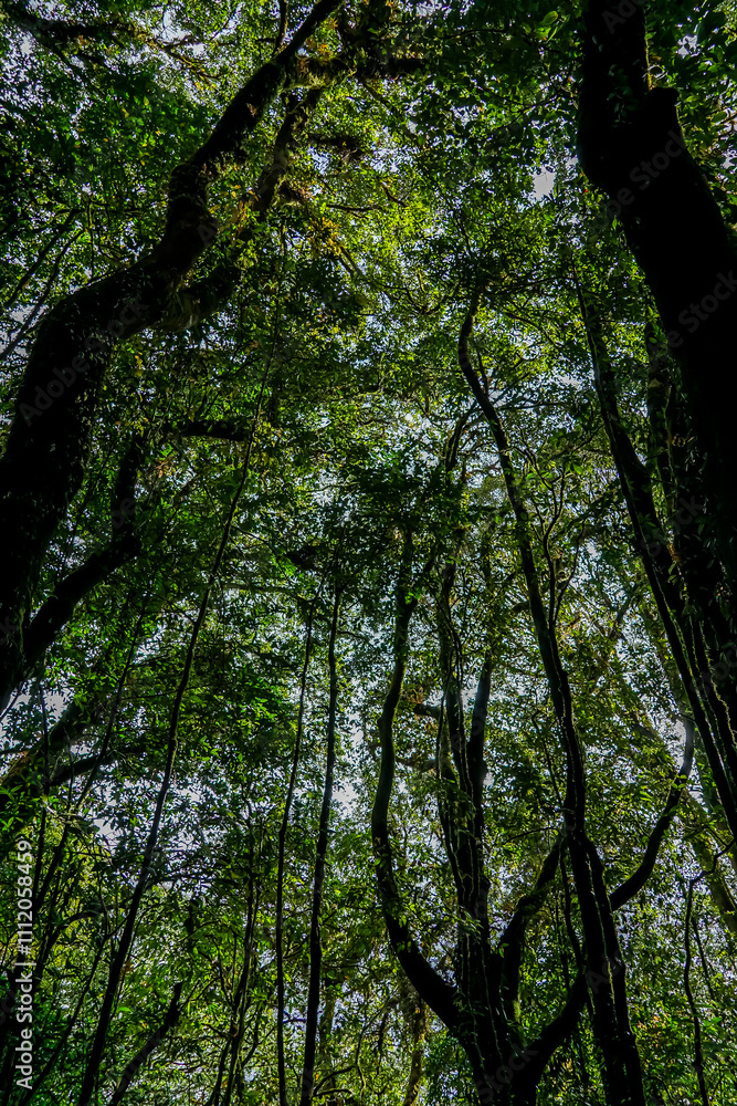 Exploring the canopy rainforest nature photography lush green environment ground perspective biodiversity insights Exploring the canopy rainforest nature photography lush green environment ground perspective biodiversity insights