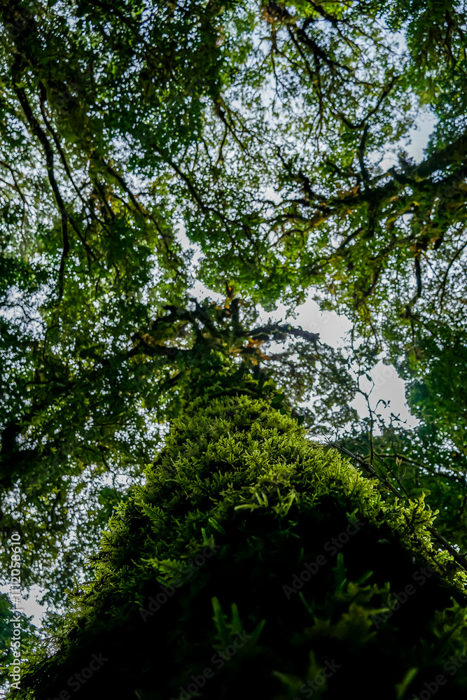 Fototapeta premium Exploring towering trees forest canopy nature photography lush environment ground perspective biodiversity insights
