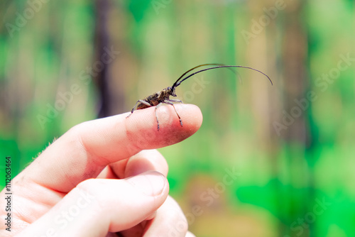 Adult black house beetle. In autumn, it looks for a place to winter and often enters houses. Insect on finger.