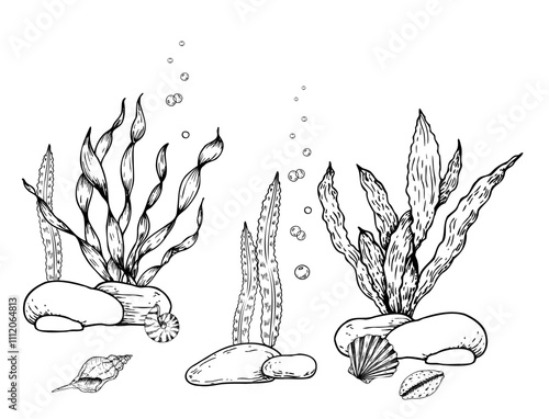 Vector seabed. Shells, pebbles stones, algae, corals, bubbles. Hand painted line seaweed, laminaria. Graphic rock clip art isolated on background. Underwater illustration. For designers, invitations