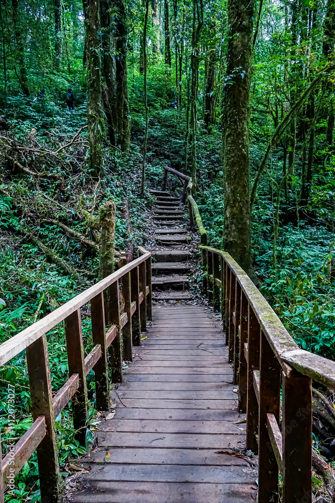 Exploring nature trails scenic wooden pathway in lush green forest adventure photography serene environment captivating perspective Exploring nature trails scenic wooden pathway in lush green forest adventure photography serene environment captivating perspective