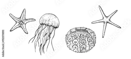 Starfish, jellyfish and vector sea ​​urchin. Hand painted line sketch. Graphic tropical clip art isolated on background. Underwater illustration. For designers, invitations, decoration, postcards