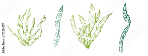 Vector algae. Hand painted line seaweed, laminaria sketch. Graphic tropical clip art isolated on background. Underwater illustration. For designers, invitations, decoration, postcards, wrapping paper