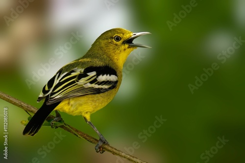 Schilderij op canvas Vibrant yellow Common Iora on a branch