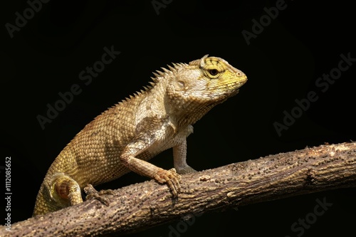 Oriental garden lizard on a branch close-up photo