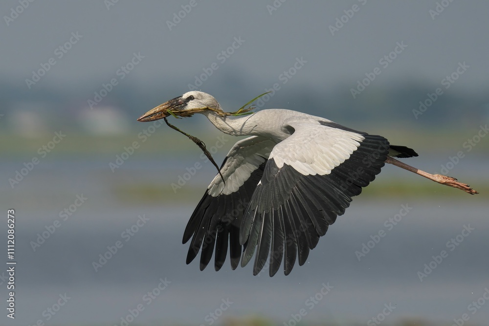 Obraz premium Stork in flight over a lake