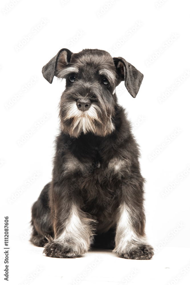 Miniature Schnauzer puppy on white background Miniature Schnauzer puppy on white background