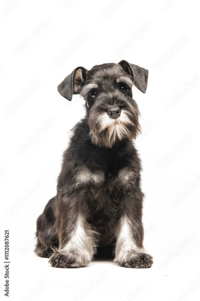 Miniature Schnauzer puppy on white background Miniature Schnauzer puppy on white background