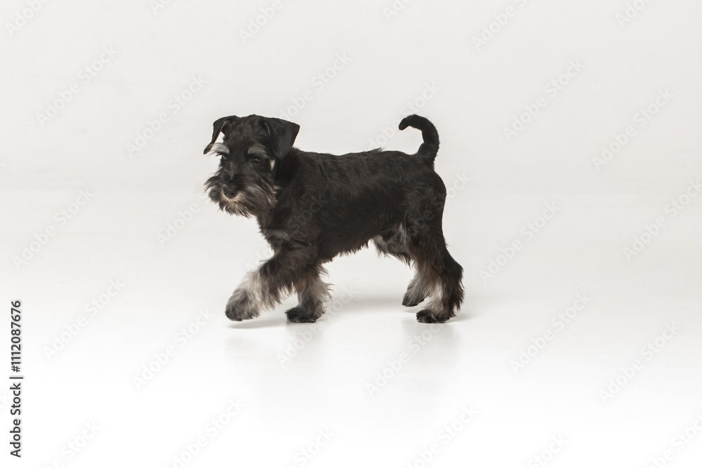 Miniature Schnauzer puppy on white background Miniature Schnauzer puppy on white background