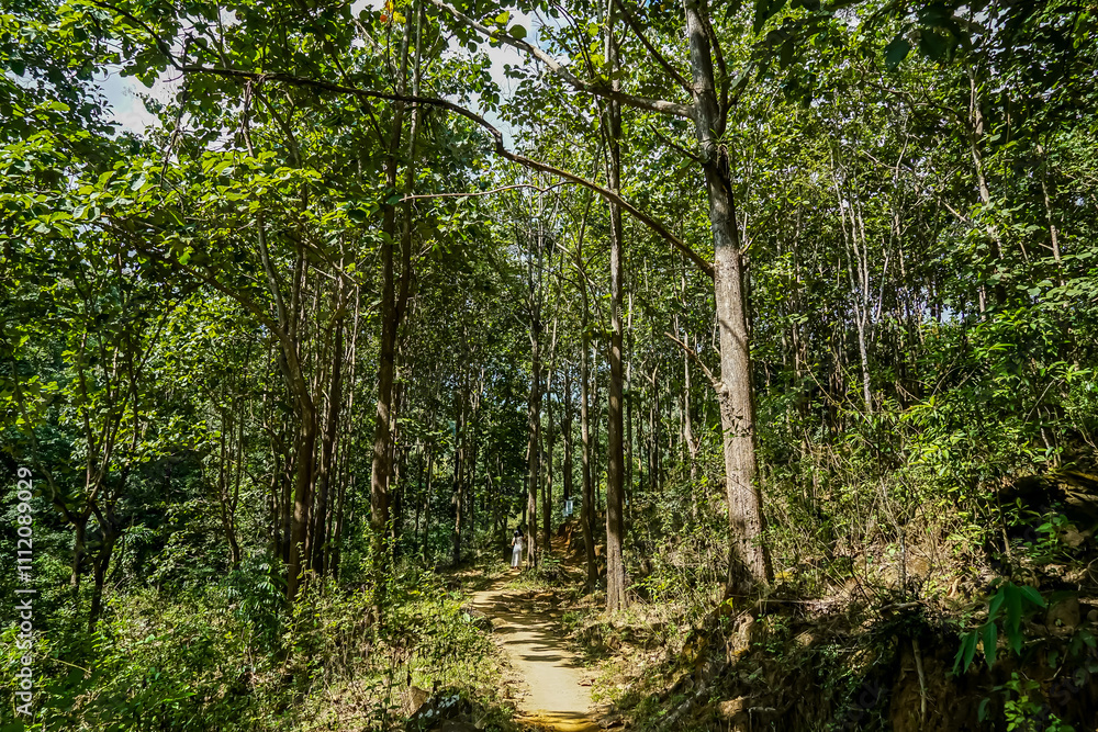 Exploring serene forest trails lush green environment nature walk vibrant wilderness peaceful viewpoint outdoor adventure Exploring serene forest trails lush green environment nature walk vibrant wilderness peaceful viewpoint outdoor adventure