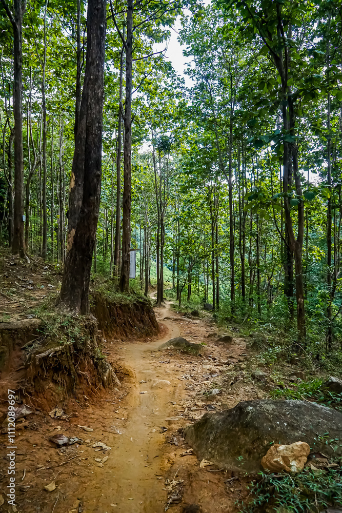 Fototapeta premium Exploring serene walking trail in lush forest nature photography tranquil environment ground-level perspective adventure awaits